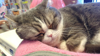 20160504_cat01.jpg
