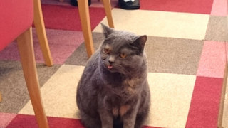 20160504_cat02.jpg
