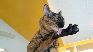 20160504_cat03.jpg
