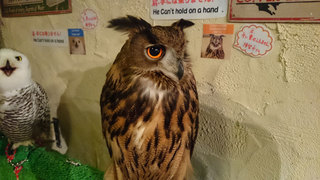 20160506_owl01.jpg