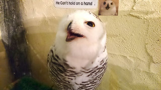 20160506_owl02.jpg