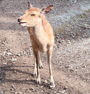 20170613_shika02.jpg