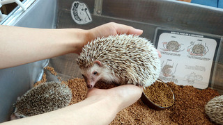 20170730_hedgehog.jpg