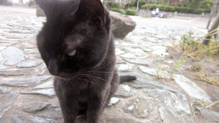 20180906_neko01.jpg