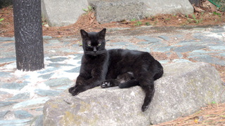 20180906_neko02.jpg
