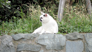 20180906_neko03.jpg