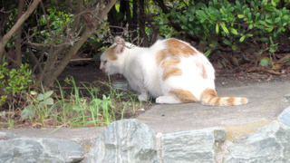 20180906_neko04.jpg