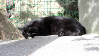 20180906_neko05.jpg