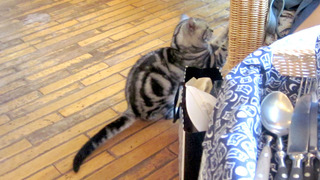 20180908_neko02.jpg