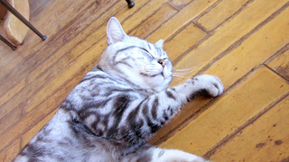 20180908_neko03.jpg