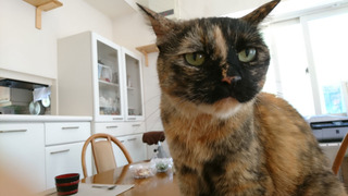 20190706_rin02.jpg