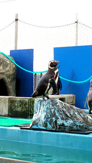 20190824_08_penguin.jpg