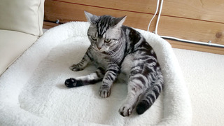 /20161204_cat01.jpg