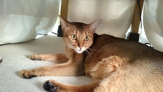 /20161204_cat02.jpg