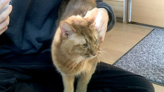 /20161204_cat03.jpg